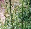 Gouttes de sang (Tyria jacobaea), groipe de chenilles.