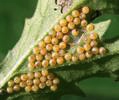 Goutte de sang (Tyria jacobaea), ponte embryonnée, photo 1.