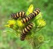Goutte de sang (Tyria jacobaea), chenilles in natura, photo 1.