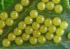 Goutte de sang (Tyria jacobaea), détail des oeufs.