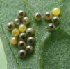 Goutte de sang (Tyria jacobaea), oeufs embryonnés, pdétail.