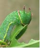 chenille de jasius à 2 pupilles (gros plan de la tête)