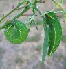 chenille de Charaxes jasius en pré-nymphose (photo 3)