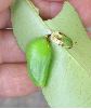 chrysalide de Charaxes jasius (photo 2)