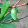 chrysalide de Charaxes jasius (photo 3)