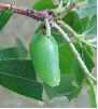 chrysalide de Charaxes jasius (photo 4)