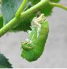 formation de la chrysalide de Charaxes jasius (photo 1)