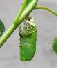 formation de la chrysalide de Charaxes jasius (photo 3)