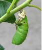 formation de la chrysalide de Charaxes jasius (photo 4)