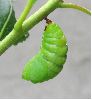 formation de la chrysalide de Charaxes jasius (photo 5)