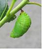 formation de la chrysalide de Charaxes jasius (photo 6)