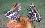 Charaxes jasius sur pomme pourrie