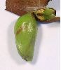 pigmentation de la chrysalide de jasius avant éclosion (photo 1)