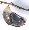 éclosion de charaxes jasius (photo 3)