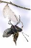 éclosion de charaxes jasius (photo 7)