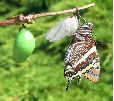 charaxes jasius venant d'éclore