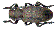 Lamia textor