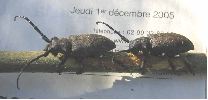 lamia textor au 1-XII-05