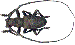 Morimus asper m&acirc;le