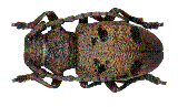Dorcatypus tristis