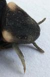 Lampyre ou ver luisant (Lampyris noctiluca) pattes de la  larve prothétélique nova, photo 1.