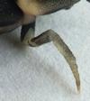 Lampyre ou ver luisant (Lampyris noctiluca) pattes de la  larve prothétélique nova, photo 2.