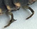 Lampyre ou ver luisant (Lampyris noctiluca) pattes de la  larve prothétélique nova, photo 3.