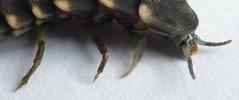Lampyre ou ver luisant (Lampyris noctiluca) pattes de la  larve prothétélique nova, photo 4.