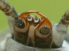 Lampyre ou ver luisant (Lampyris noctiluca) pièces buccales de la larve prothétélique, photo 2.