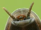 Lampyre ou ver luisant (Lampyris noctiluca) antennes de la larve prothétélique nova, photo 2.