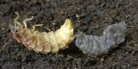 Lampyre ou ver luisant (Lampyris noctiluca), mue imaginale d'une femelle, photo 2.