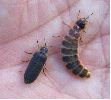 couple de Lampyres (Lampyris noctiluca)