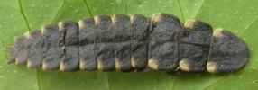 Lampyre ou ver luisant (Lampyris noctiluca), exuvie larvaire,  photo 1.
