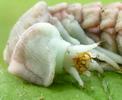 Lampyre ou ver luisant (Lampyris noctiluca), larve venant de muer, détail de la tête,  photo 1.