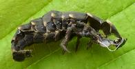 Lampyre ou ver luisant (Lampyris noctiluca), exuvie larvaire,  photo 2.