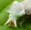 Lampyre ou ver luisant (Lampyris noctiluca), larve venant de muer, détail de la tête,  photo 2