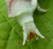 Lampyre ou ver luisant (Lampyris noctiluca), larve venant de muer, détail de la tête,  photo 3