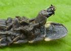 Lampyre ou ver luisant (Lampyris noctiluca), détail d'une  exuvie larvaire.