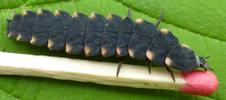 Lampyre ou ver luisant (Lampyris noctiluca),larve avec allumette étalon.