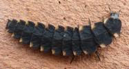 Lampyre ou ver luisant (Lampyris noctiluca), larve, photo 1.