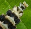 Lampyre ou ver luisant (Lampyris noctiluca), larve, photo 2.
