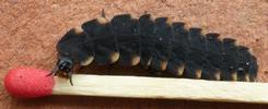 Lampyre ou ver luisant (Lampyris noctiluca), larve, photo 2.