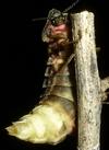 Lampyre ou ver luisant (Lampyris noctiluca),  femelle en action, photo 1.