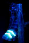 Lampyre ou ver luisant (Lampyris noctiluca),  femelle en action sous UV, photo 1.
