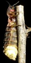 Lampyre ou ver luisant (Lampyris noctiluca),  femelle en action, photo 2