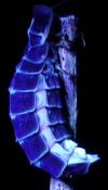 Lampyre ou ver luisant (Lampyris noctiluca),  femelle en action sous UV, photo  2.