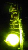Lampyre ou ver luisant (Lampyris noctiluca),  femelle en action, "plein phare".