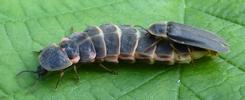 Lampyre ou ver luisant (Lampyris noctiluca)  accouplement avec femelle hors normes, photo 1.