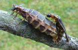 Lampyre ou ver luisant (Lampyris noctiluca)  accouplement avec femelle hors normes, photo 3.