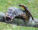 Lampyre ou ver luisant (Lampyris noctiluca)  accouplement avec femelle hors normes, photo 4.